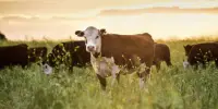 যেসব পশু কোরবানি করা জায়েজ নয়
